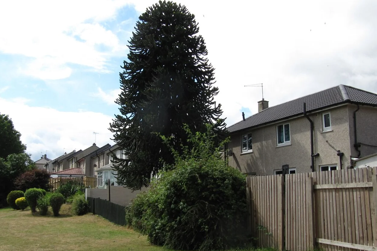 Small back garden with a mature monkey puzzle tree